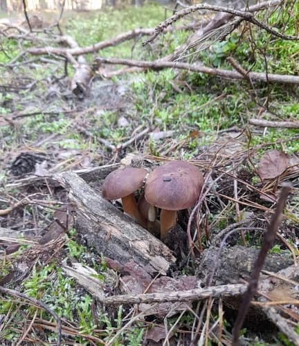 Podgrzybek brunatny
