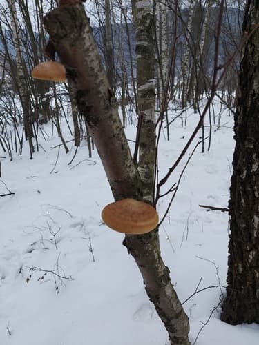 Białoporek brzozowy