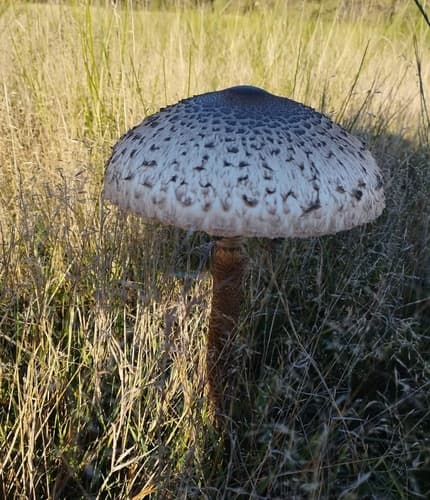 Czubajka kania