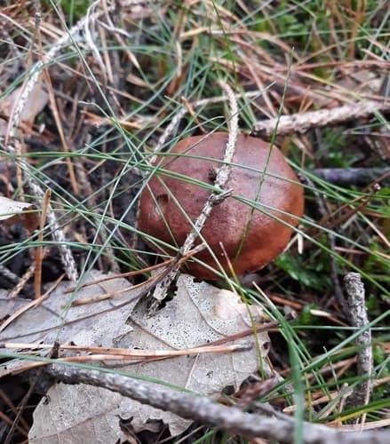Podgrzybek brunatny