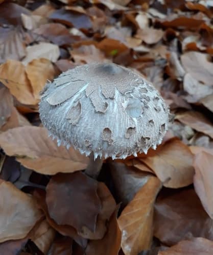 Macrolepiota rhodosperma
