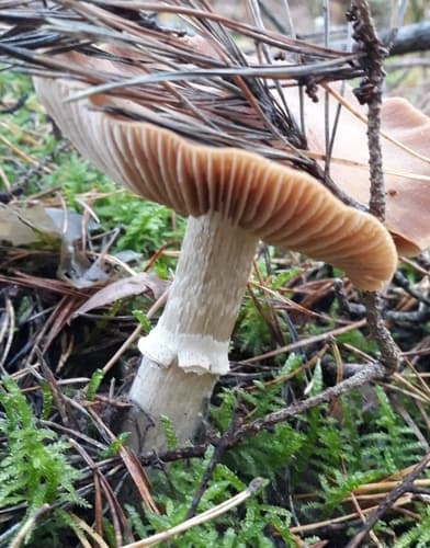 Płachetka zwyczajna