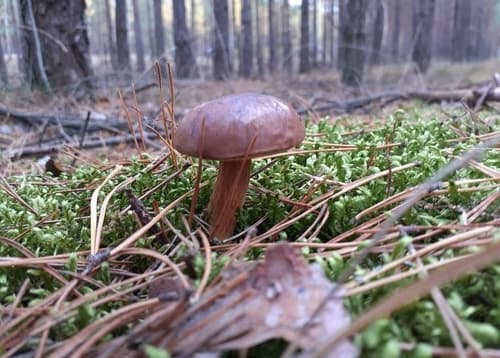 Podgrzybek brunatny