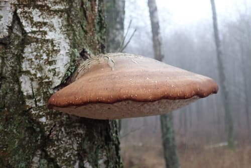 Białoporek brzozowy