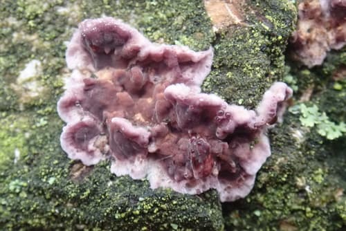 Chrząstkoskórnik purpurowy