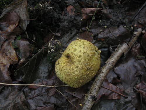 Tęgoskór cytrynowy