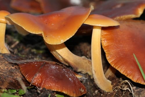 Płomiennica