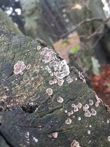 Chondrostereum