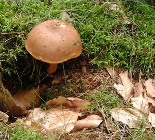 Podgrzybek brunatny