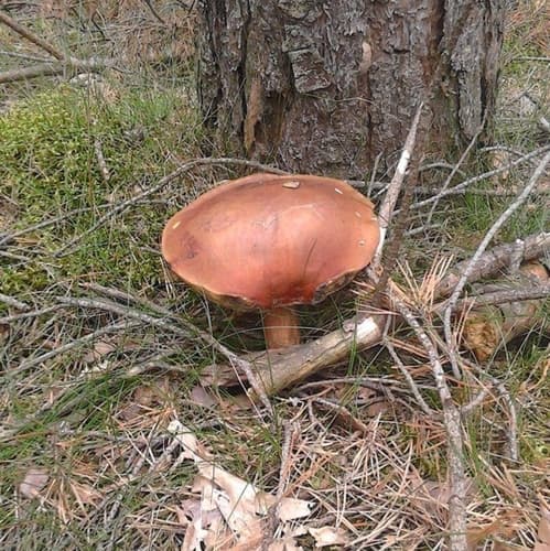 Podgrzybek brunatny