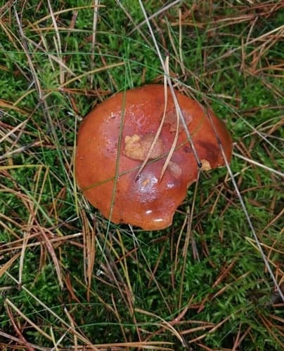 Podgrzybek brunatny