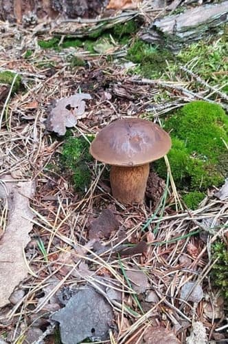 Podgrzybek brunatny