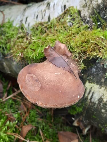 Białoporek brzozowy