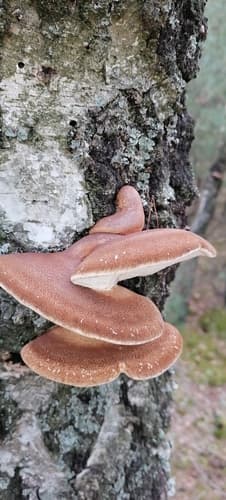Białoporek brzozowy