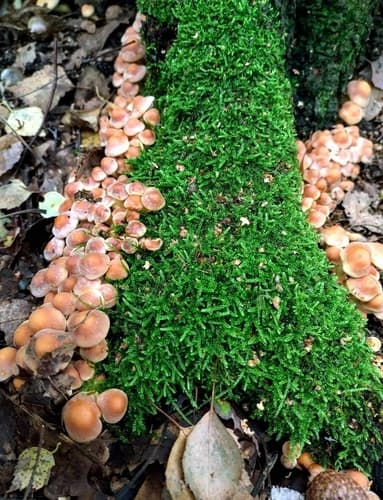 Agaricineae