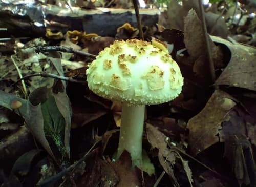 Muchomor cytrynowy