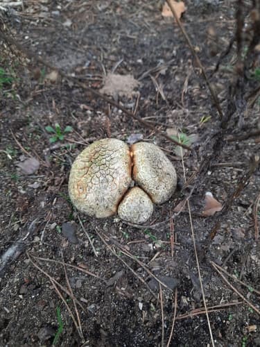 Tęgoskór