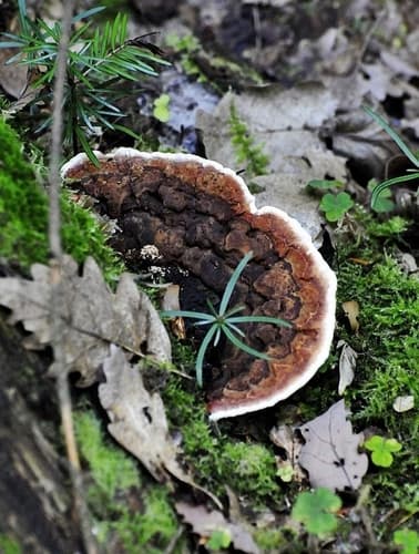 Niszczyca płotowa