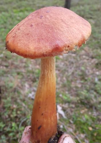Złotoborowik wysmukły