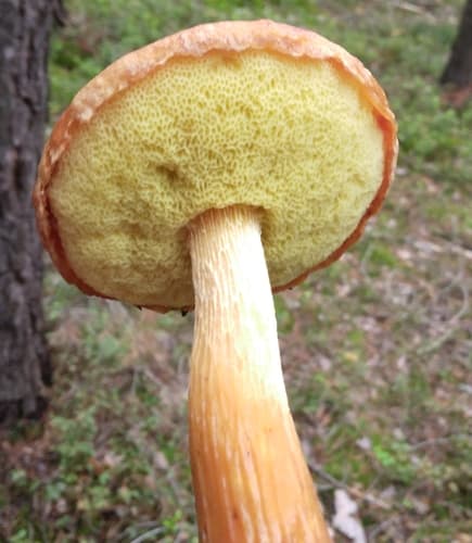 Złotoborowik wysmukły