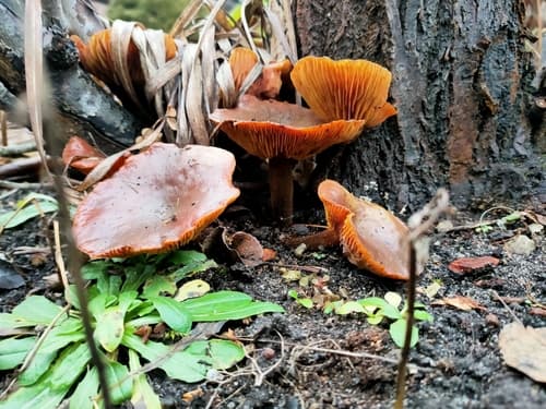 Płomiennica