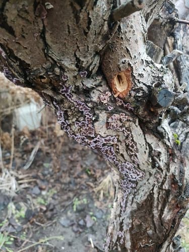 Chrząstkoskórnik purpurowy