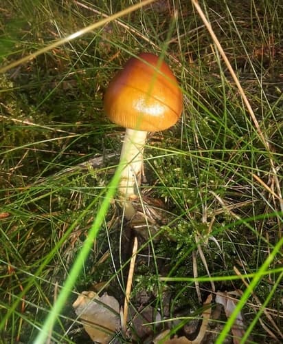 Muchomor rdzawobrązowy