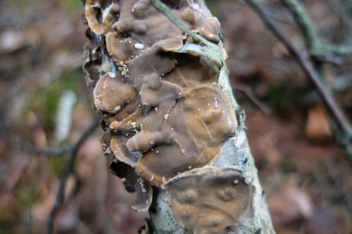 Skórnik