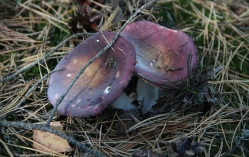 Gołąbek śledziowy