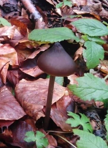 Dzwonkówka kosmatotrzonowa