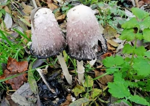 Czernidłak kołpakowaty