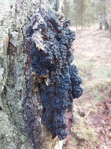 Błyskoporek podkorowy