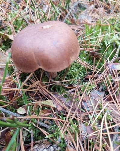 Podgrzybek brunatny