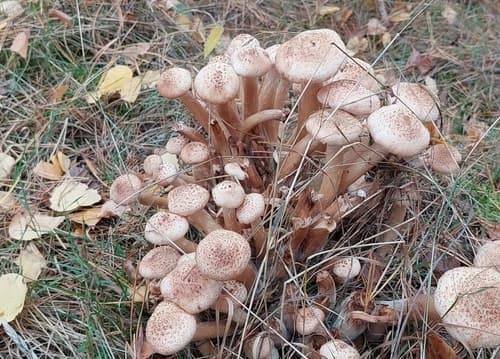 Opieńka ciemna