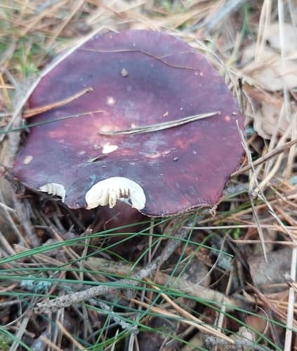 Gołąbek śledziowy