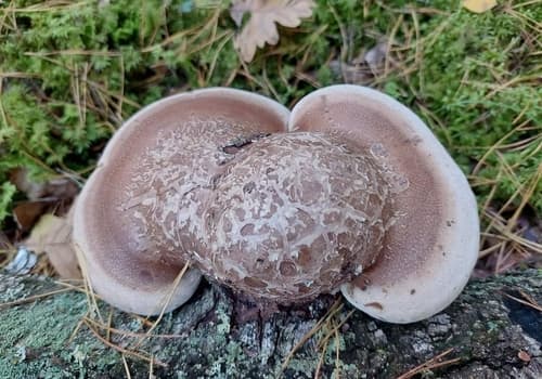 Białoporek brzozowy