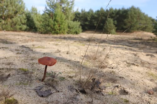 Lakówka okazała