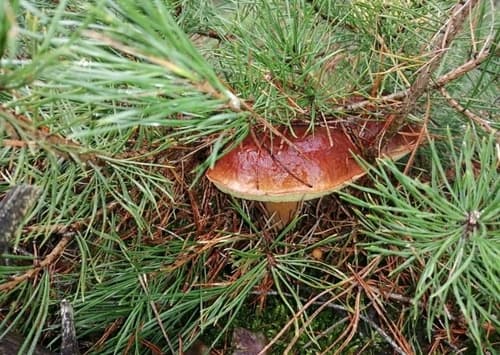 Podgrzybek brunatny