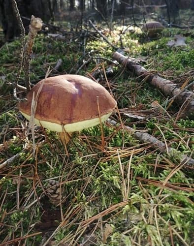 Podgrzybek brunatny