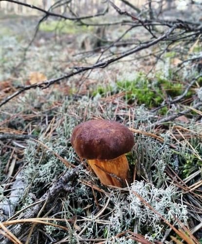Podgrzybek brunatny