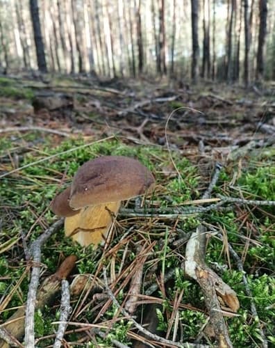 Podgrzybek brunatny