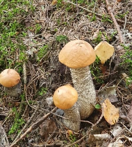 koźlarz pomarańczowożółty
