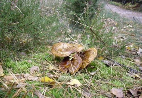 Krowiak podwinięty