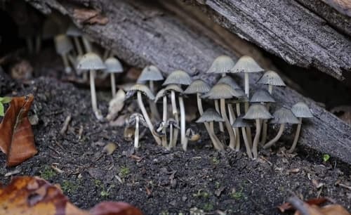 Coprinellus