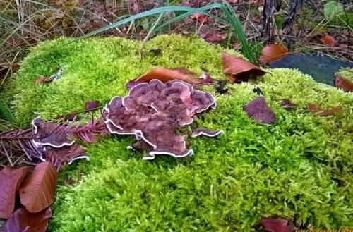 Chrząstkoskórnik purpurowy