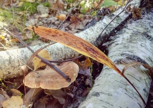 Białoporek brzozowy
