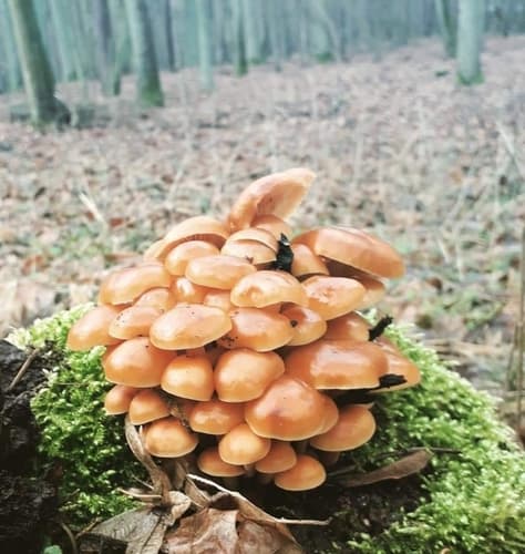 Płomiennica