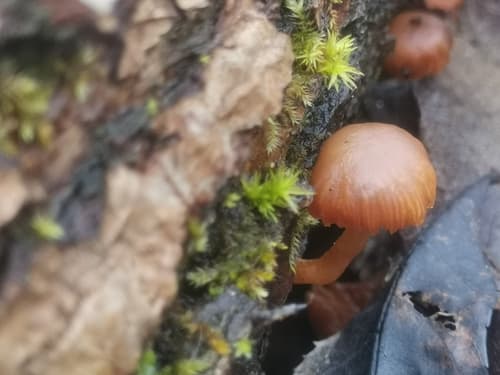 Agaricineae