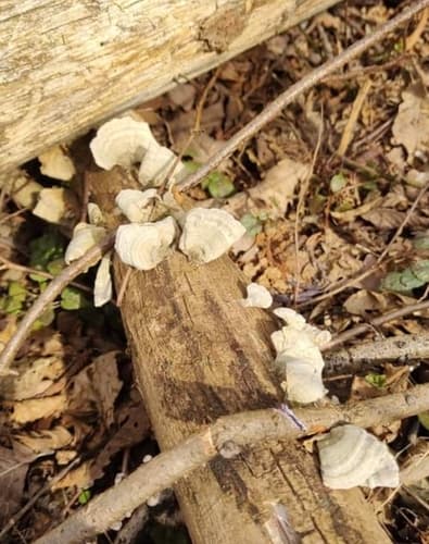 Wrośniak szorstki