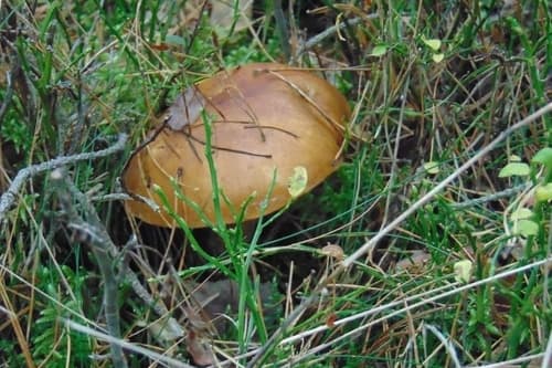 Podgrzybek brunatny